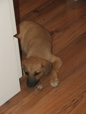 Pozwoliłam sobie pokazać kawałek Magdy podłogi :)