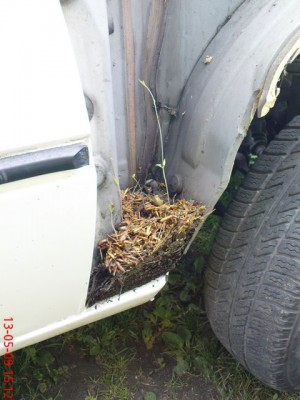 DSC00477.JPG (75.56 KiB) Przejrzano 5959 razy nasze drzewko :)