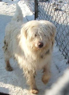 Bąbel w schronisku.jpg