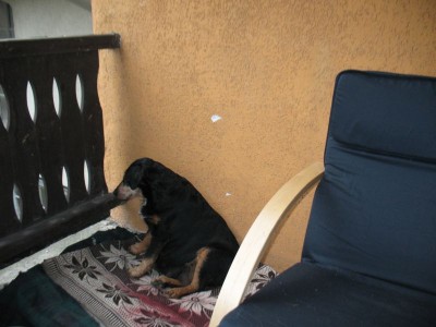 Depresja mojej suczki siedzi tak już 3 godzinę