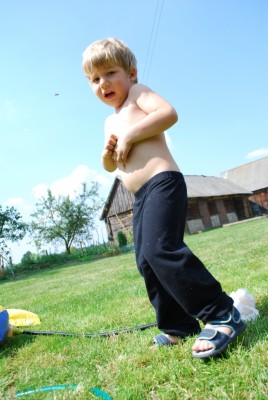 osa przyłapana na gorącym uczynku