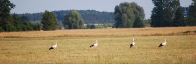 i jeszcze raz boćki