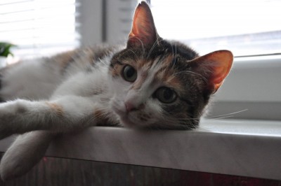 DSC_0012.JPG (180.48 KiB) Przejrzano 7330 razy DSC_0012.JPG