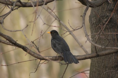 DSC00746.JPG (225.53 KiB) Przejrzano 7142 razy DSC00746.JPG