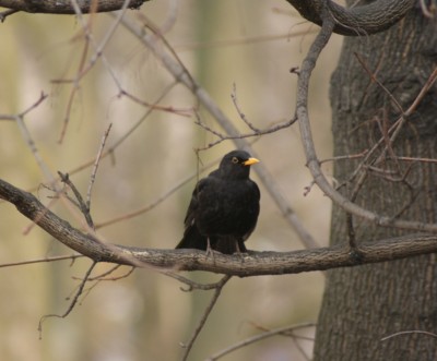 DSC00740.JPG (223.69 KiB) Przejrzano 7140 razy DSC00740.JPG